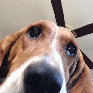 Waffles!