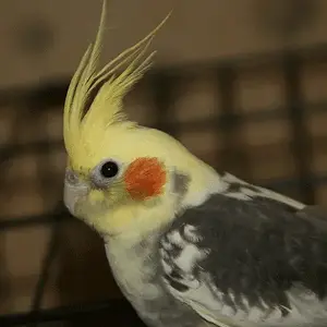 My Beautiful Bobby