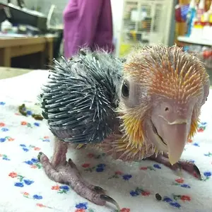 Birdy Baby, Visits While We Wait For Him To Come Home