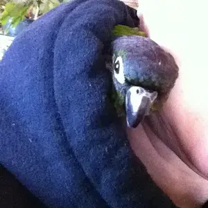 Zazu