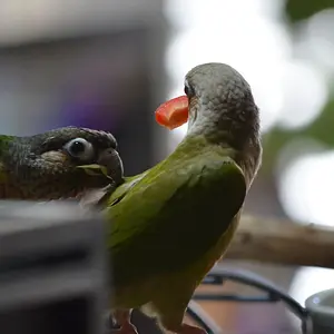 Bathtime For Cinnamon And Cheeky