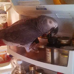 Joey In Fridge