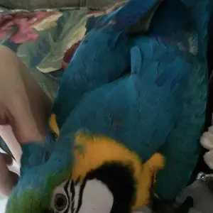 Merlin Likes Cuddles