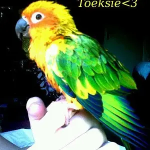 Toeksie