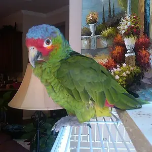 Pretty Boy.