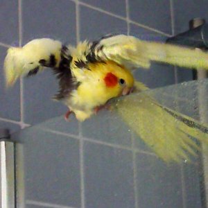 Bath Time Bird