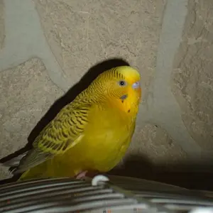 Media 'Mpoorhosein' in category 'Budgies, Parakeets, and Cockatiels'