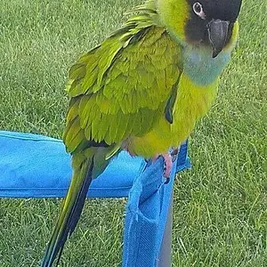 Jesse