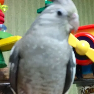 Sully And Her Airplane Swing