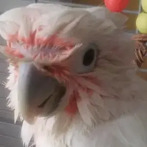 Wet Head