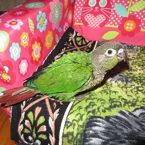 Green Cheek Conure