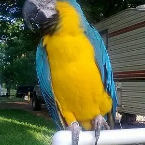Bojo