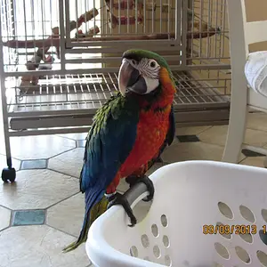 Catalina Macaw 9 Weeks Old