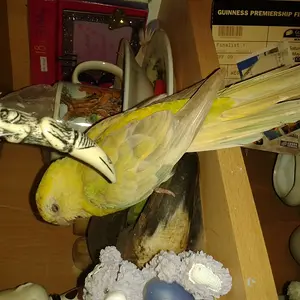 New Bird