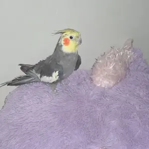 Max
