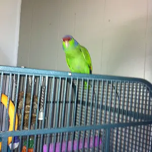 Sammy