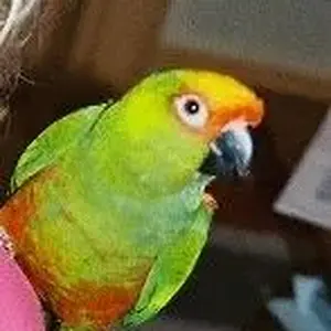 Frankie