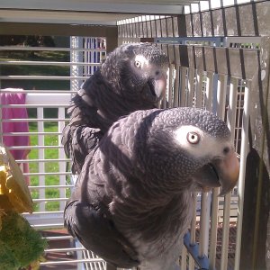 African Grey Timneh