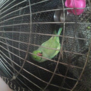My Ringneck Parakeet (meethu)