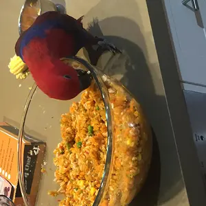 Media 'image.webp' in category 'Eclectus'