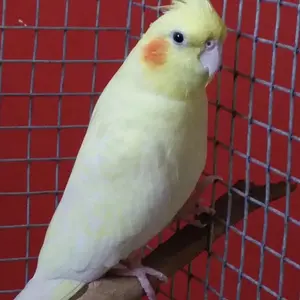 Kaka_Side_profile_June.webp