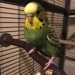 keet2.webp