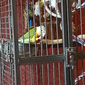VideoCapture_20200430-152307.webp