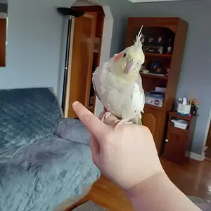 Media '90208121_202508614423149_8985325720741871616_o.webp' in category 'Budgies, Parakeets, and Cockatiels'