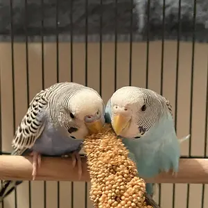Media '03F8A671-A1E9-4A46-B0EF-238221468349.webp' in category 'Budgies, Parakeets, and Cockatiels'