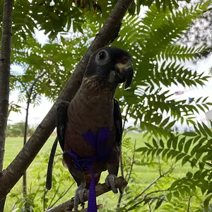 Media 'EAB9B801-6C40-43C5-96D4-86D9557FE581.webp' in category 'Pionus'