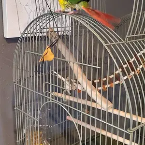 Media '20230513_192048.webp' in category 'Conures'