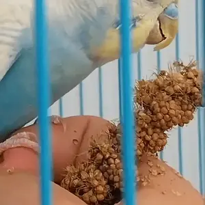 Media '1000054683.webp' in category 'Budgies, Parakeets, and Cockatiels'