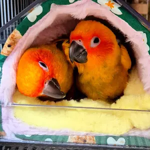 Media '20250124_211007.webp' in album 'Korea sunconure'