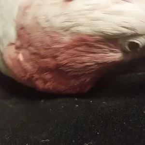 Elvis 2.mp4