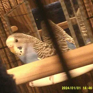 Screenshot 2025-02-22 5.27.39 PM.webp