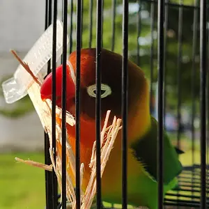 Early bird gets the first stick!
