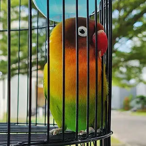 Media 'IMG_20250331_213854.webp' in category 'Love Birds'