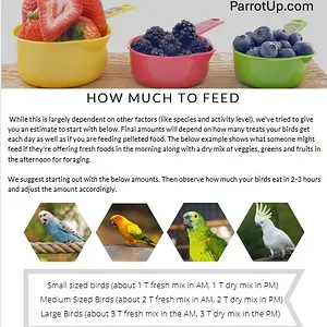 How much to feed your parrot.webp