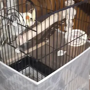 VideoCapture_20250415-170700.webp