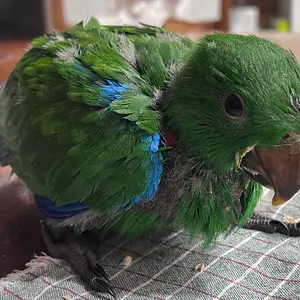Media 'Screenshot 2025-04-17 at 2.52.01 PM.webp' in category 'Eclectus'