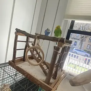 Media '1746653216361.webp' in category 'Budgies, Parakeets, and Cockatiels'