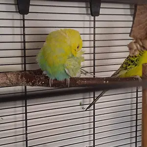 Media 'IMG_20250515_141908.webp' in category 'Budgies, Parakeets, and Cockatiels'