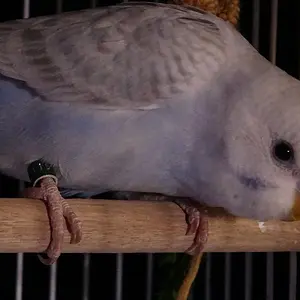 Media 'DSC05199.webp' in category 'Budgies, Parakeets, and Cockatiels'