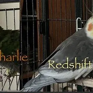 Yvons Red Charlie and Vortex_ Screen shot.webp