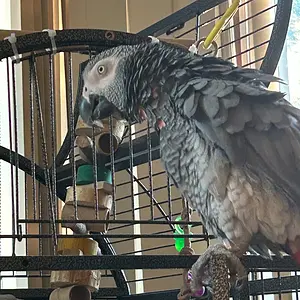 Yvons outside cage_day 2 exploring_2025 june 16.webp