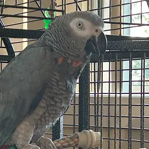 Yvons outside cage_day 2 exploring.webp