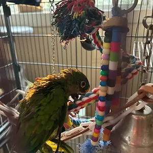 Charlie move in community cage.webp