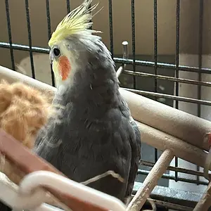 Redshift cute in community cage_June 10 2025.webp