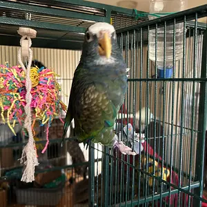 Vortex wanting out of cage_3.webp