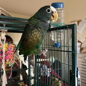 Vortex wanting out of cage_4.webp